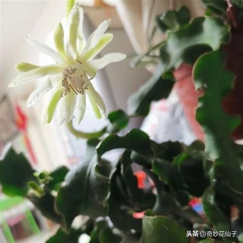 曇花會結果嗎|仙人掌科植物之曇花篇，曇花一現最不易，如何從小枝條養到開。